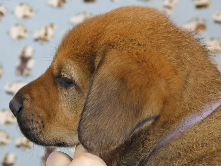 chinook puppy